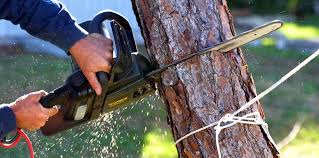 Best Stump Grinding and Removal  in Rutherfordton, NC