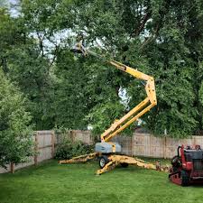 How Our Tree Care Process Works  in  Rutherfordton, NC