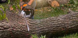 Best Grass Overseeding  in Rutherfordton, NC