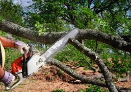 Best Lawn Renovation and Restoration  in Rutherfordton, NC