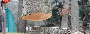 Best Arborist Consultation Services  in Rutherfordton, NC