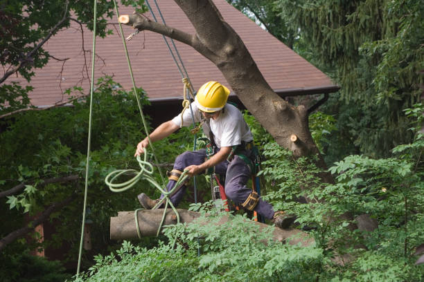 Best Mulching Services  in Rutherfordton, NC