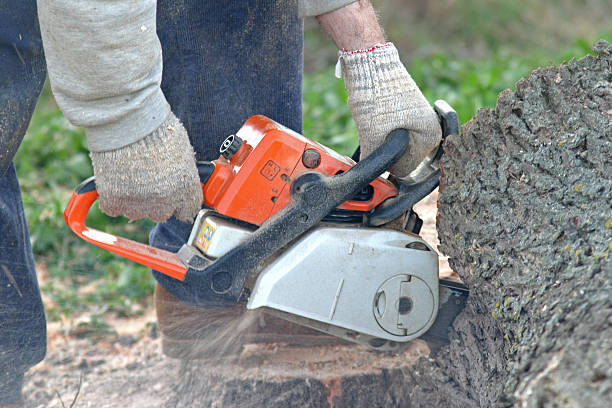 Best Hazardous Tree Removal  in Rutherfordton, NC