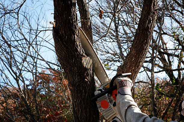 Best Lawn Maintenance Plans  in Rutherfordton, NC