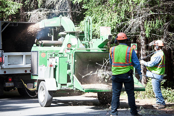 Best Tree Preservation Services  in Rutherfordton, NC
