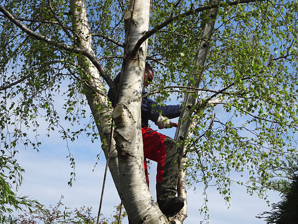 Reliable Rutherfordton, NC Tree Care Solutions