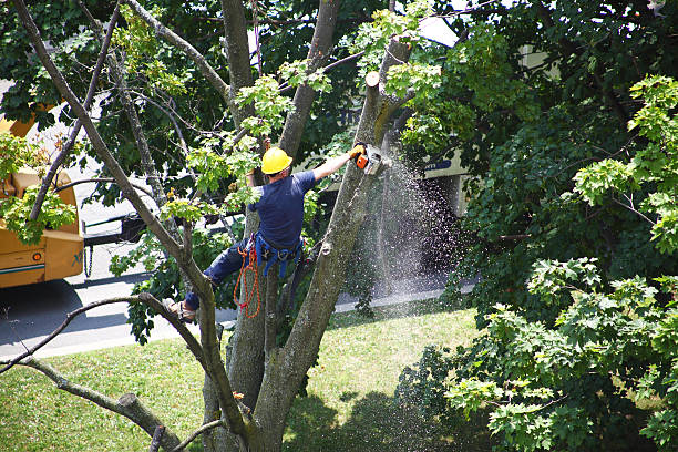 Mulching Services in Rutherfordton, NC