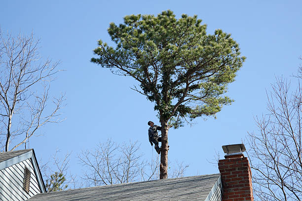 Best Tree and Shrub Care  in Rutherfordton, NC