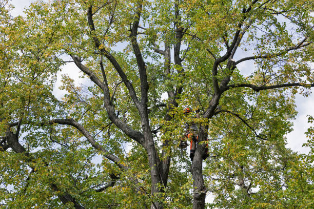 Best Tree Cabling and Bracing  in Rutherfordton, NC